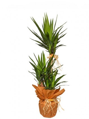 Yucca 3 Köklü