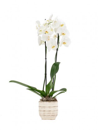 2 Dal Beyaz Orkide Tasarımı