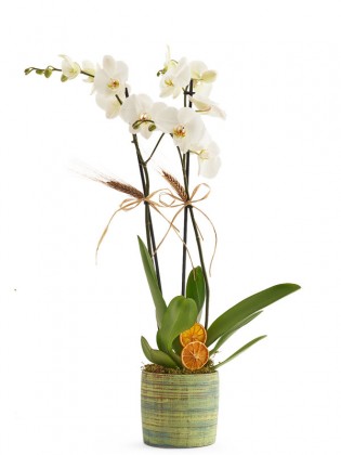 Premium 2 Dal Beyaz Orkide