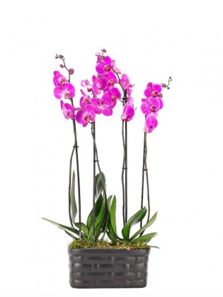 4 Dal Pembe Orkide Tasarım