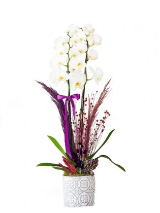 Desenli Saksıda Beyaz Orkide