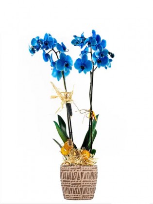 Mavi Orkide Blue Leaf Blue Orchid