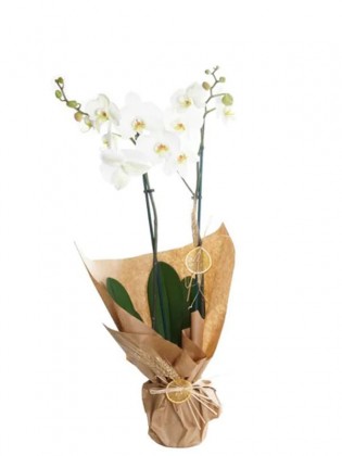 Kraft Çift Dal Beyaz Orkide