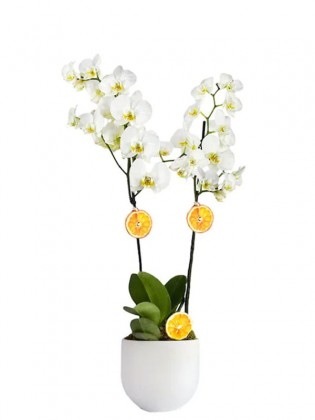 Beton Saksıda 2 Dal Beyaz Orkide