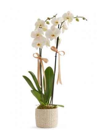 Orchidee Prive Motif