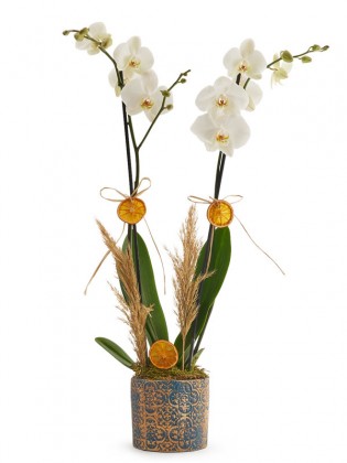 Premium 2 Dal White Orkide