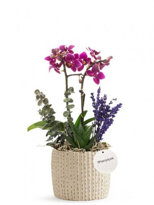 Luxury Mini Orkide