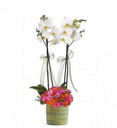 2 Dal Beyaz Orkide Çardak Güller