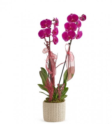 Forever Lovely Orkide