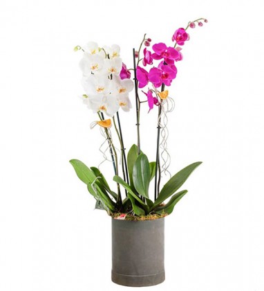 Fuşya Ve Beyaz 4 Dal Orkide