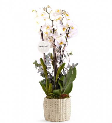 Bloom Orkide Çİçeği