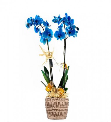 Mavi Orkide Blue Leaf Blue Orchid