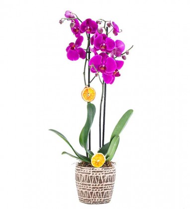 Branches Pink Orchid