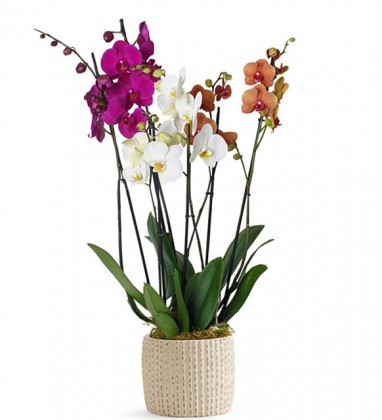 6 Dallı Deluxe Orkide Bahçesi