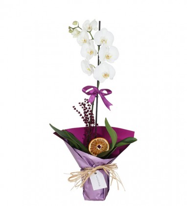 Tek Dal Beyaz Orkide