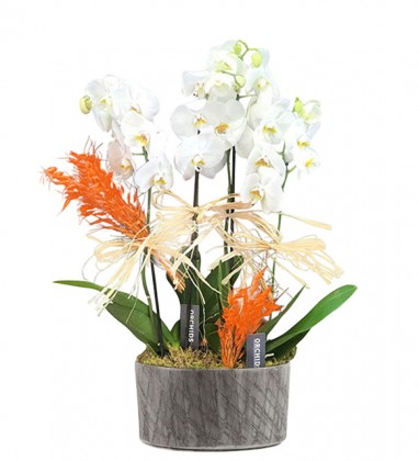 4 Dal Orkide Bahçesi