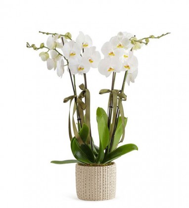 4 Dal Beyaz Orkide