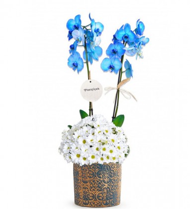 İki Dal Mavi Orkide ve Papatyalar