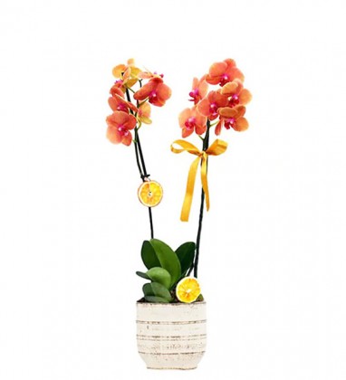 Çift Dallı Ateş Orkide