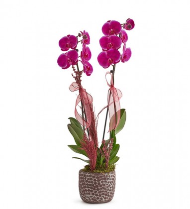 2 Dal Mor Orkide