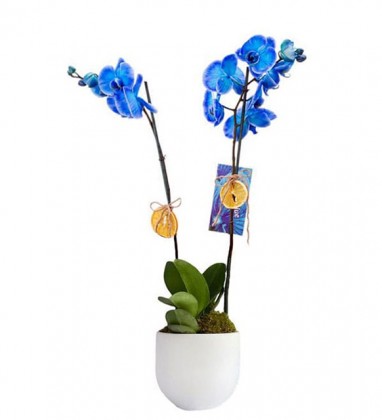 2 Dal Mavi Orkide