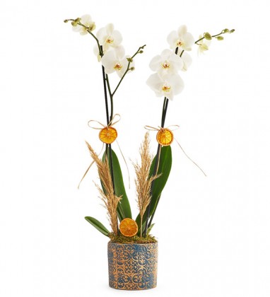 Premium 2 Dal White Orkide