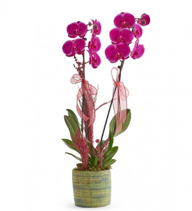 Fuchsia Orchid Design