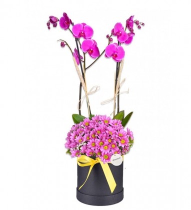 Fuşya Papatya Tasarımı