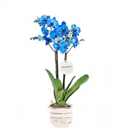 İki Dal Mavi Orkide