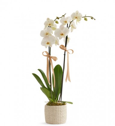Orchide Prive Motif