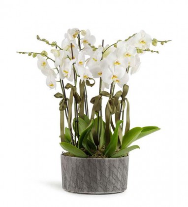 8 Dal Beyaz Orkideler