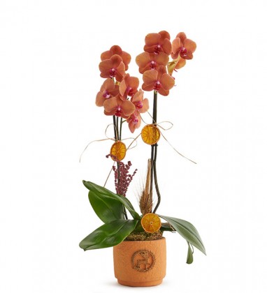 Feu Orchid Br&ucirc;ler