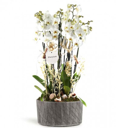 8 Dal Beyaz Orkide