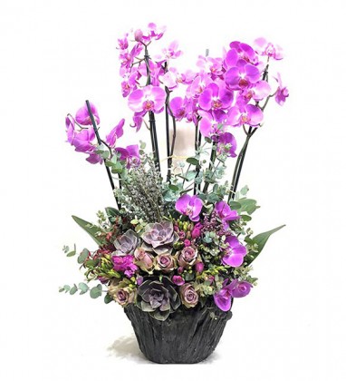 6 Dallı Mor Orkide