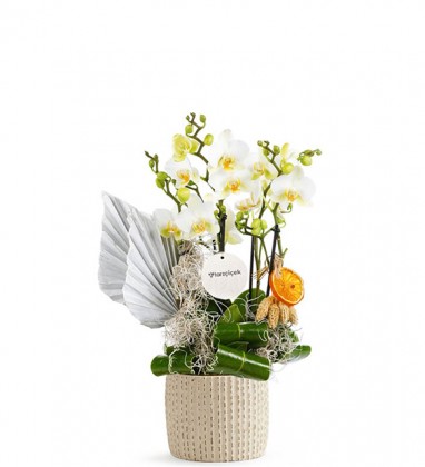 White Multi Midi Orkide