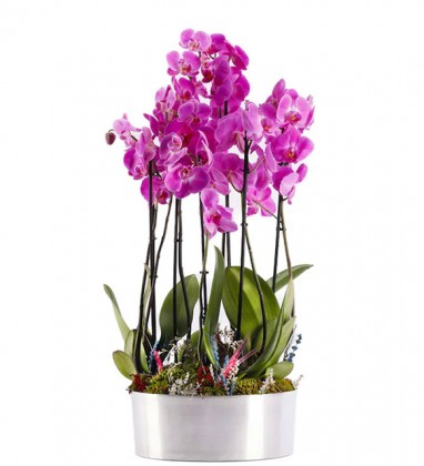 6 Dal Pembe Orkide Tasarım
