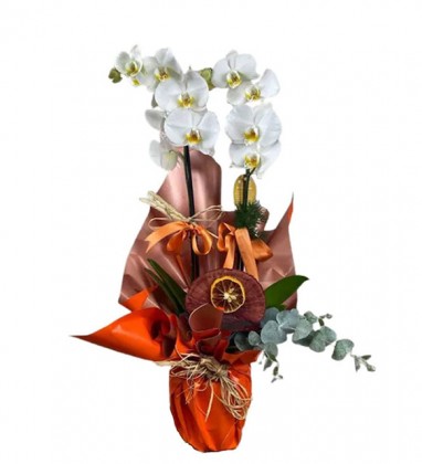 Turuncu Aşk Beyaz Orkide