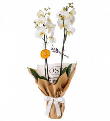Kraft Çift Dal Beyaz Orkide