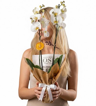 Kraft Çift Dal Beyaz Orkide