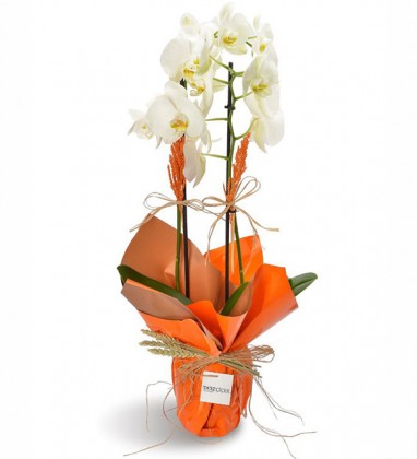 Çift Dal Beyaz Orkide