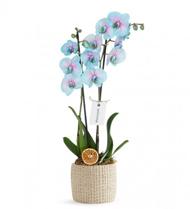 Mavi Orkide Tasarımı