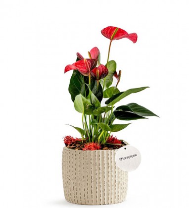 Beyaz Anthorium Bitkisi