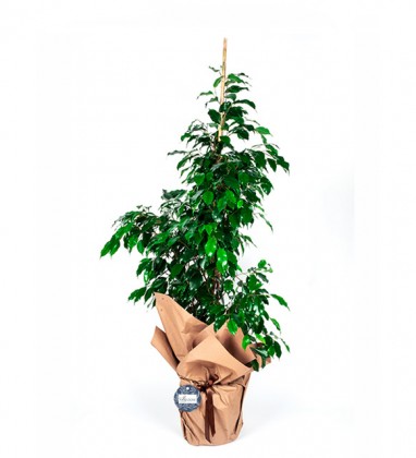 Ficus Benjamin Saksı Çiçeği