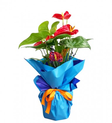 Mavi Buketli Antoryum Bitkisi