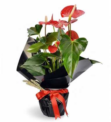 Antoryum Saksı Çiçeği-Black Serisi
