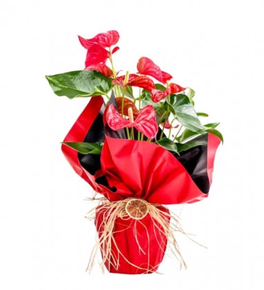 Kırmızı Antoryum Çiçeği