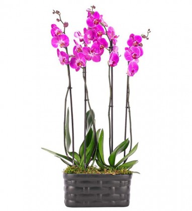4 Dal Pembe Orkide Tasarım