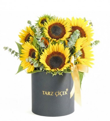 Siyah Kutuda Ayçiçeği